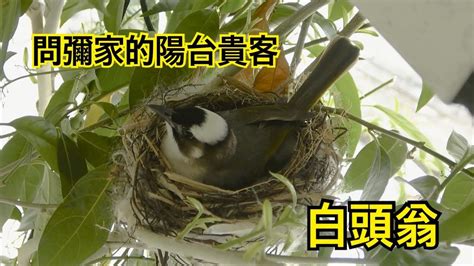 鳥在陽台築巢怎麼辦|鳥的習性與防鳥